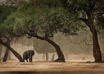 Los humanos conquistaron nuevos hábitats en África antes de salir con éxito del continente