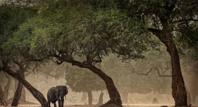 Los humanos conquistaron nuevos hábitats en África antes de salir con éxito del continente