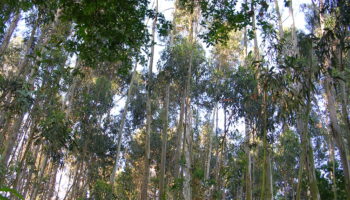 Organizaciones ecologistas piden la ampliación de las moratorias a las nuevas plantaciones de eucalipto en Galicia y Bizkaia y su implantación en Asturias