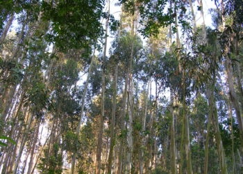 Organizaciones ecologistas piden la ampliación de las moratorias a las nuevas plantaciones de eucalipto en Galicia y Bizkaia y su implantación en Asturias