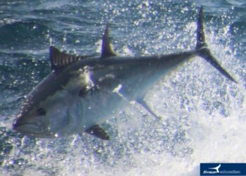 Proponen a la Dirección General de Pesca Sostenible la asignación de normas que incluyan buzos observadores como inspectores en las almadrabas para el control de atunes enmallados en la red