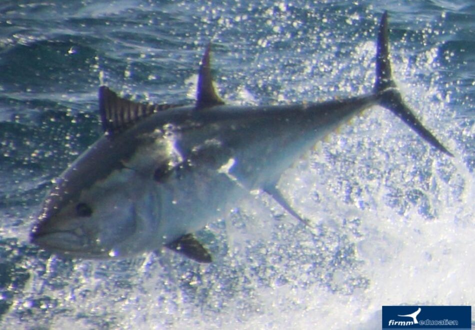 Proponen a la Dirección General de Pesca Sostenible la asignación de normas que incluyan buzos observadores como inspectores en las almadrabas para el control de atunes enmallados en la red