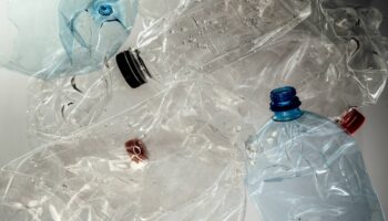 Una bacteria es capaz de convertir botellas de plástico en paracetamol