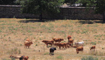 Lobo o Ganado. Liberar al Lobo (y a la Tierra) de la ganadería y de la amenaza humana (y a los demás animales de la explotación)