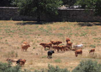 Lobo o Ganado. Liberar al Lobo (y a la Tierra) de la ganadería y de la amenaza humana (y a los demás animales de la explotación)