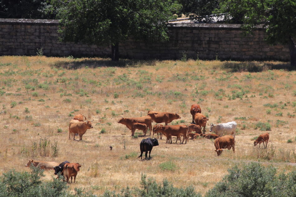 Lobo o Ganado. Liberar al Lobo (y a la Tierra) de la ganadería y de la amenaza humana (y a los demás animales de la explotación)
