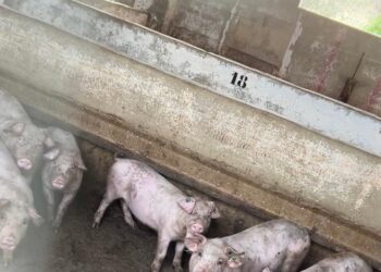 Denuncian condiciones insalubres y maltrato animal en granjas de cerdos valencianas