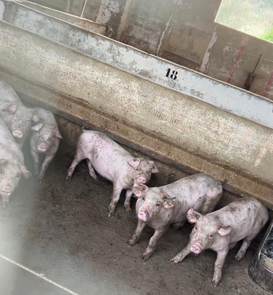Denuncian condiciones insalubres y maltrato animal en granjas de cerdos valencianas