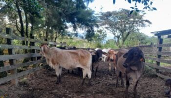 Nicaragua: Sector agropecuario experimenta crecimiento superior al 112%