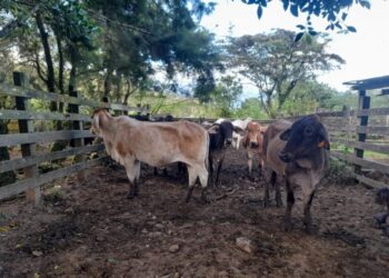 Nicaragua: Sector agropecuario experimenta crecimiento superior al 112%