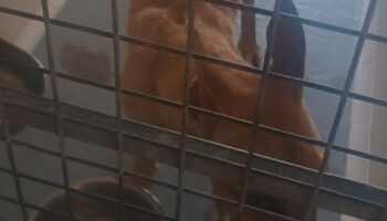 El Partido Animalista denuncia «graves irregularidades y prácticas contrarias al bienestar animal» en el Zoosanitario de Sevilla