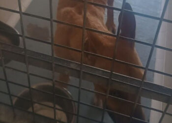 El Partido Animalista denuncia «graves irregularidades y prácticas contrarias al bienestar animal» en el Zoosanitario de Sevilla