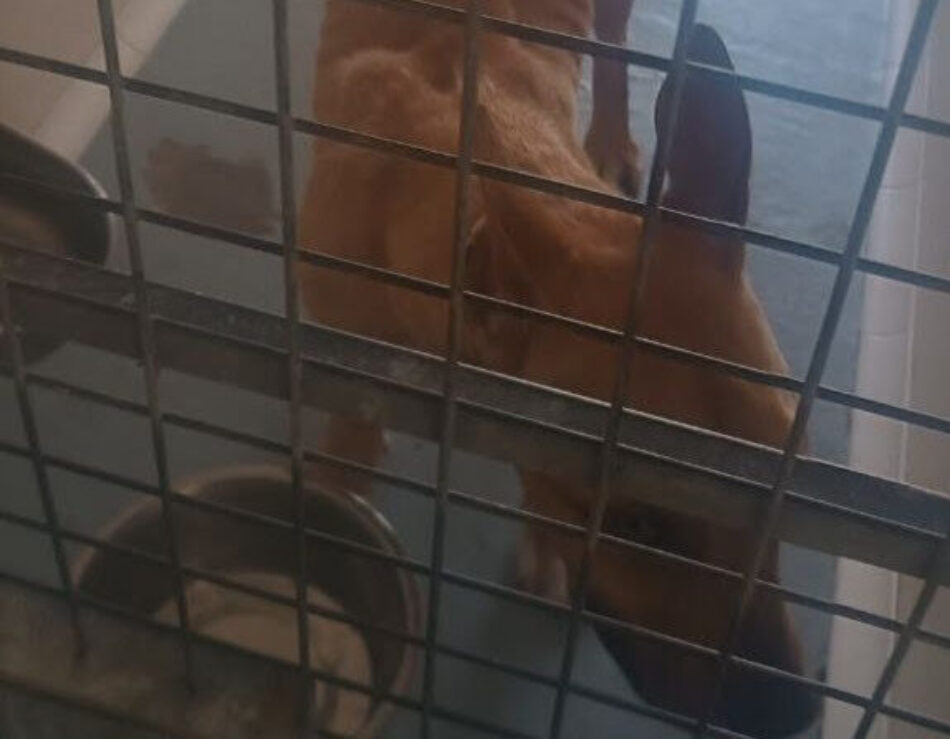 El Partido Animalista denuncia «graves irregularidades y prácticas contrarias al bienestar animal» en el Zoosanitario de Sevilla