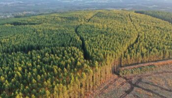Organizaciones ecoloxistas esixen ampliar e estender as moratorias ao eucalipto en todo o norte peninsular para frear a súa expansión e proteger a biodiversidade