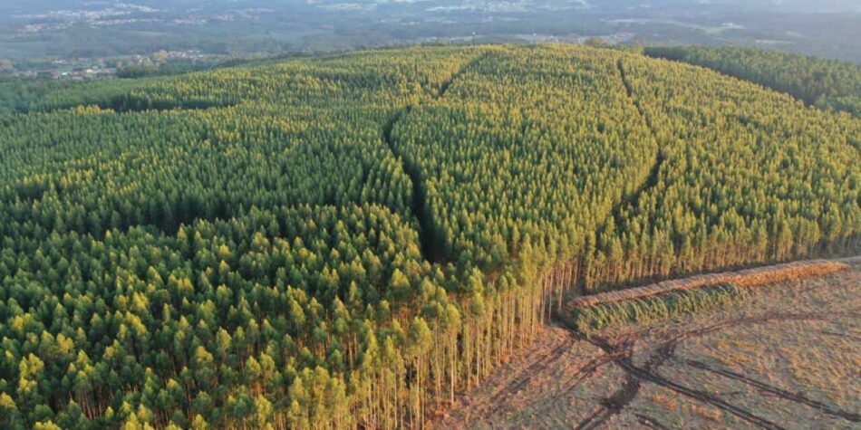 Organizaciones ecoloxistas esixen ampliar e estender as moratorias ao eucalipto en todo o norte peninsular para frear a súa expansión e proteger a biodiversidade