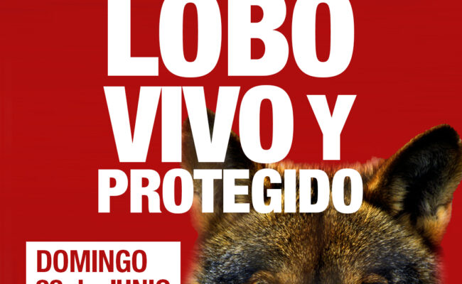 Más de un centenar de organizaciones de la sociedad civil se movilizan en Madrid en defensa del lobo vivo y protegido: domingo 22 de junio