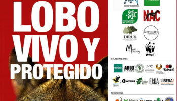 El Partido Animalista llama a la movilización en la gran manifestación por el lobo ibérico de este domingo en Madrid