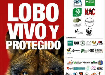 Llaman a la movilización en la gran manifestación por el lobo ibérico de este domingo en Madrid