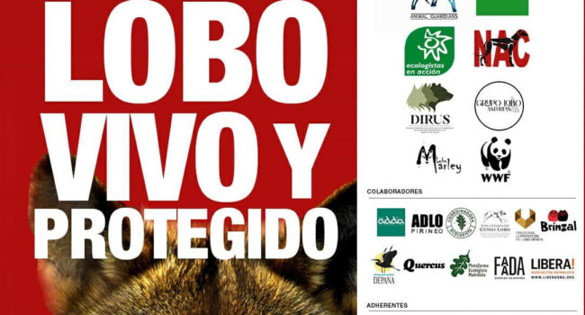 El Partido Animalista llama a la movilización en la gran manifestación por el lobo ibérico de este domingo en Madrid