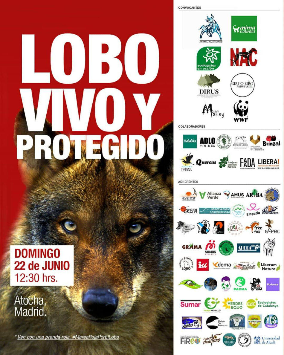 Llaman a la movilización en la gran manifestación por el lobo ibérico de este domingo en Madrid