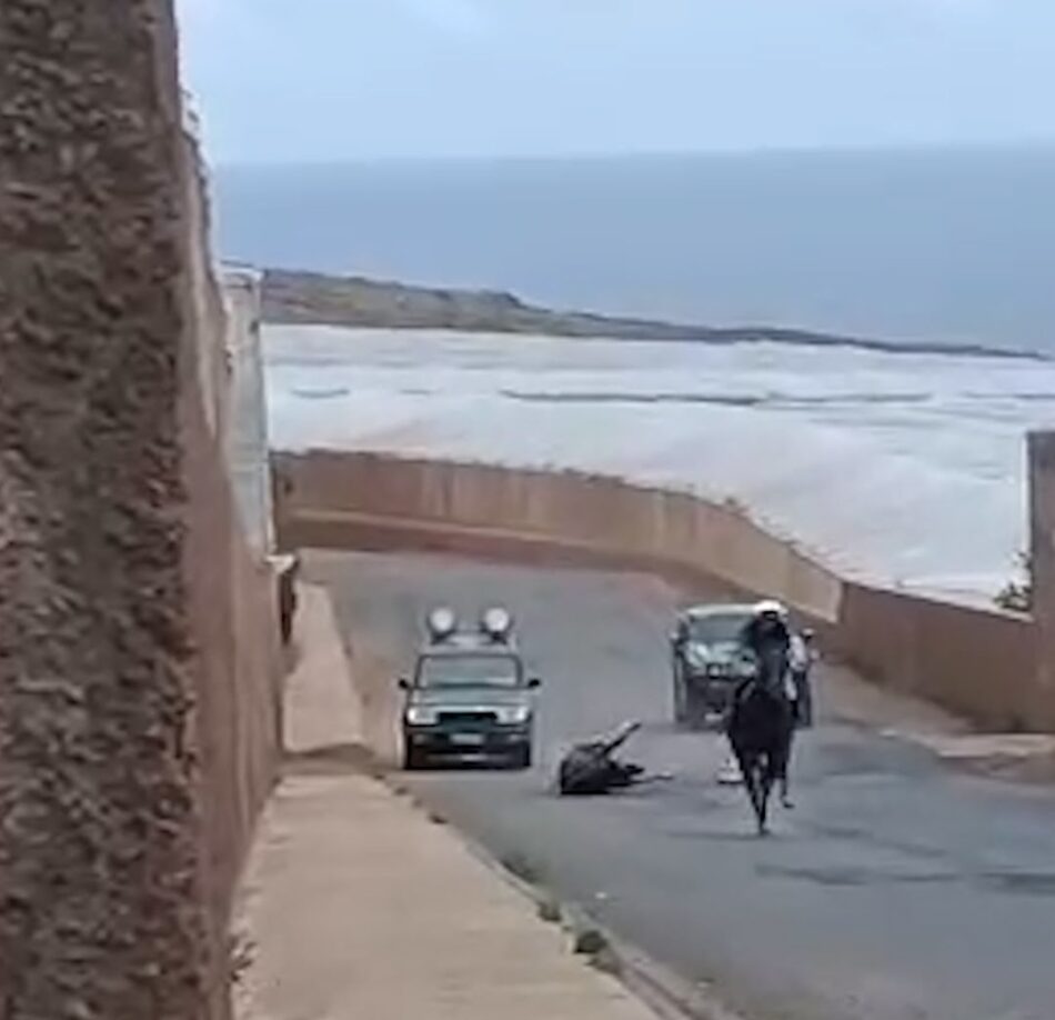 Oleada de protestas tras la muerte de un caballo en una carrera en Santa María de Guía: El Partido Animalista responsabiliza a la organización