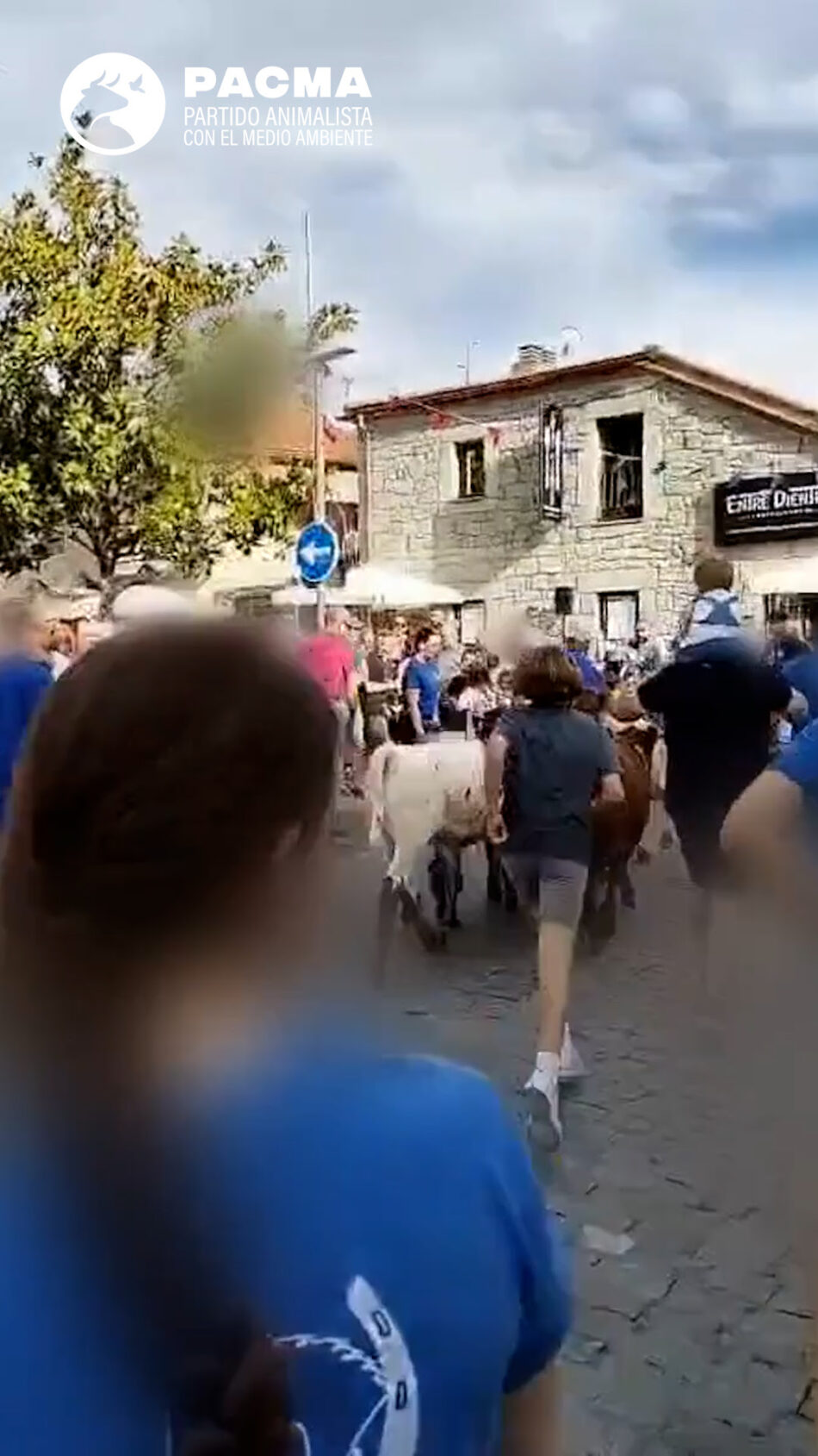 El Partido Animalista PACMA denuncia un encierro infantil con becerros en Collado Villalba: “Infancia y maltrato animal no pueden ir de la mano”