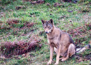 El Partido Animalista denunciará ante la Fiscalía la matanza de una loba con cachorros en Cantabria