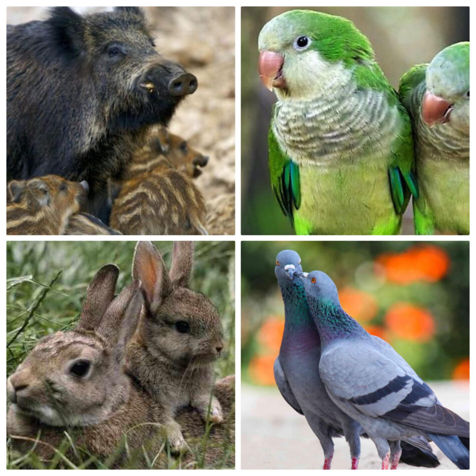 Animalistas Sanse: «El gobierno del Partido Popular en San Sebastián de los Reyes pretende aniquilar nuestra fauna»