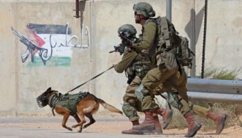 Europa envía los perros que usa Israel contra palestinos