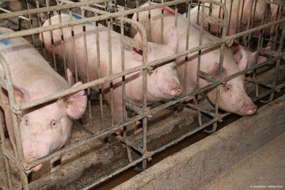 El Partido Animalista participa en la consulta pública europea sobre bienestar animal en las explotaciones ganaderas