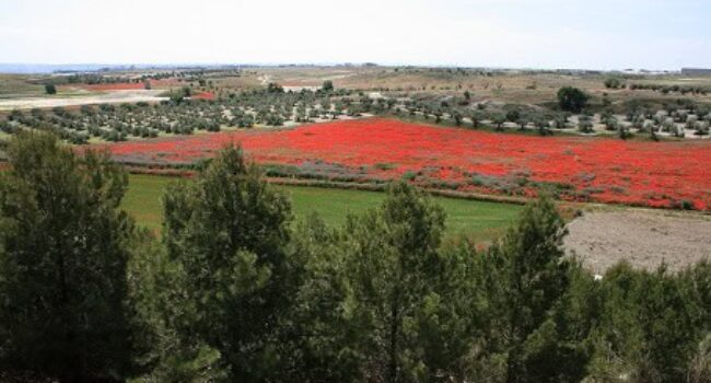 Un macroproyecto logístico destruirá el entorno de la Ermita de Santiago, uno de los parajes de mayor interés natural de Valdemoro