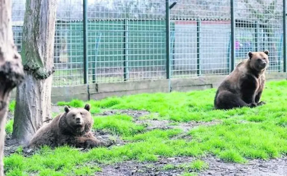 Luna y Ponderoso abandonan el Coto Escolar de León tras 33 años de cautiverio