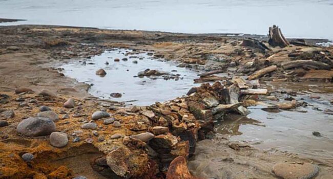 Científicos rusos descubren en el Ártico restos de ballenas antiguas