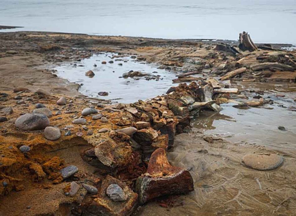 Científicos rusos descubren en el Ártico restos de ballenas antiguas