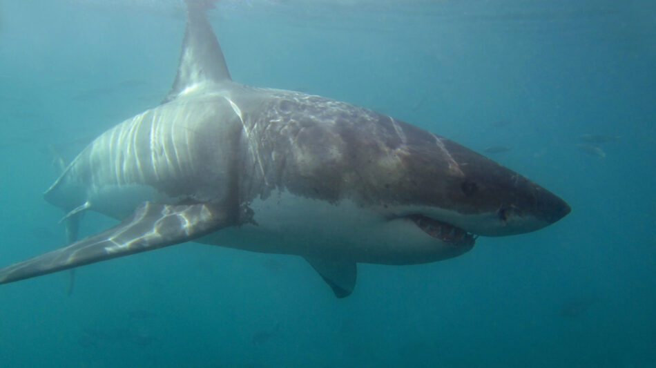Ecologistas en Acción presenta su campaña de divulgación sobre los tiburones y las amenazas que enfrentan