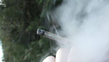 El cannabis que se fuma hoy es tres veces más tóxico que hace una década