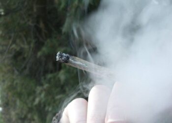 El cannabis que se fuma hoy es tres veces más tóxico que hace una década