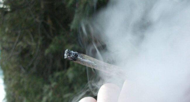 El cannabis que se fuma hoy es tres veces más tóxico que hace una década