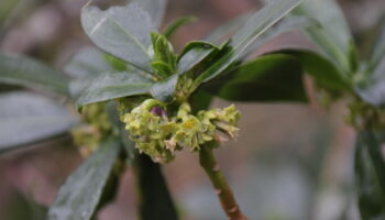 Las flores verdes necesitan el amarillo para destacar en su entorno y sobrevivir