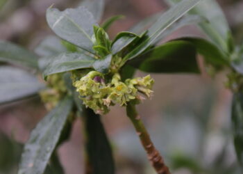 Las flores verdes necesitan el amarillo para destacar en su entorno y sobrevivir