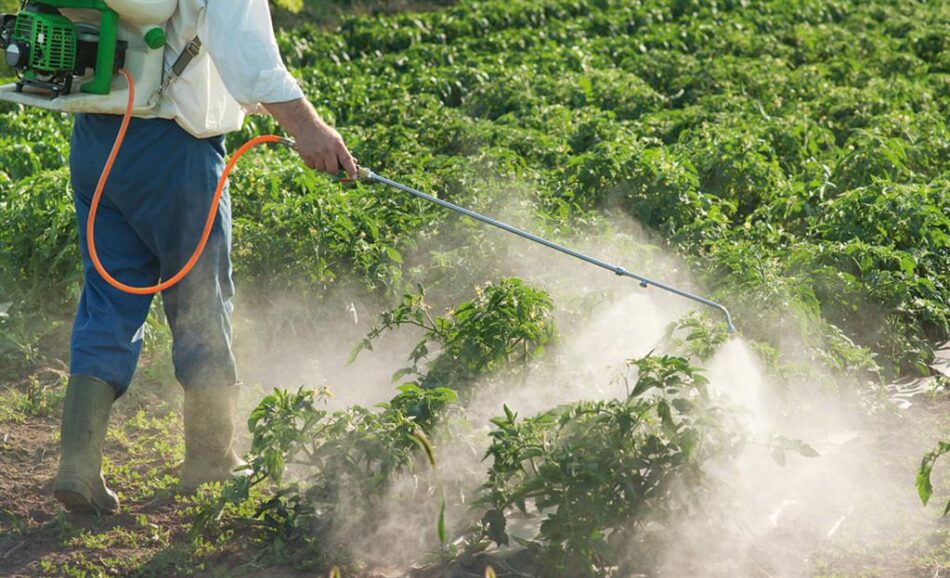 Rechazo en Francia a la ley que propicia el regreso de insecticidas