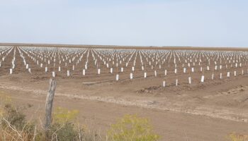 El Caño Guadiamar pasa de ser la última esperanza para Doñana a convertirse en una vulgar plantación de olivar superintensivo