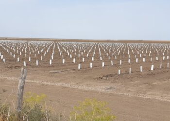 El Caño Guadiamar pasa de ser la última esperanza para Doñana a convertirse en una vulgar plantación de olivar superintensivo
