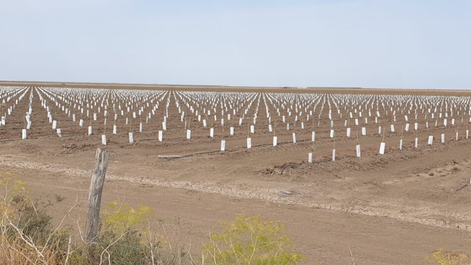 El Caño Guadiamar pasa de ser la última esperanza para Doñana a convertirse en una vulgar plantación de olivar superintensivo