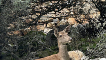 Ecologistas Extremadura considera que la Junta ha retrocedido 50 años en la conservación de la biodiversidad
