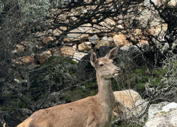 Ecologistas Extremadura considera que la Junta ha retrocedido 50 años en la conservación de la biodiversidad