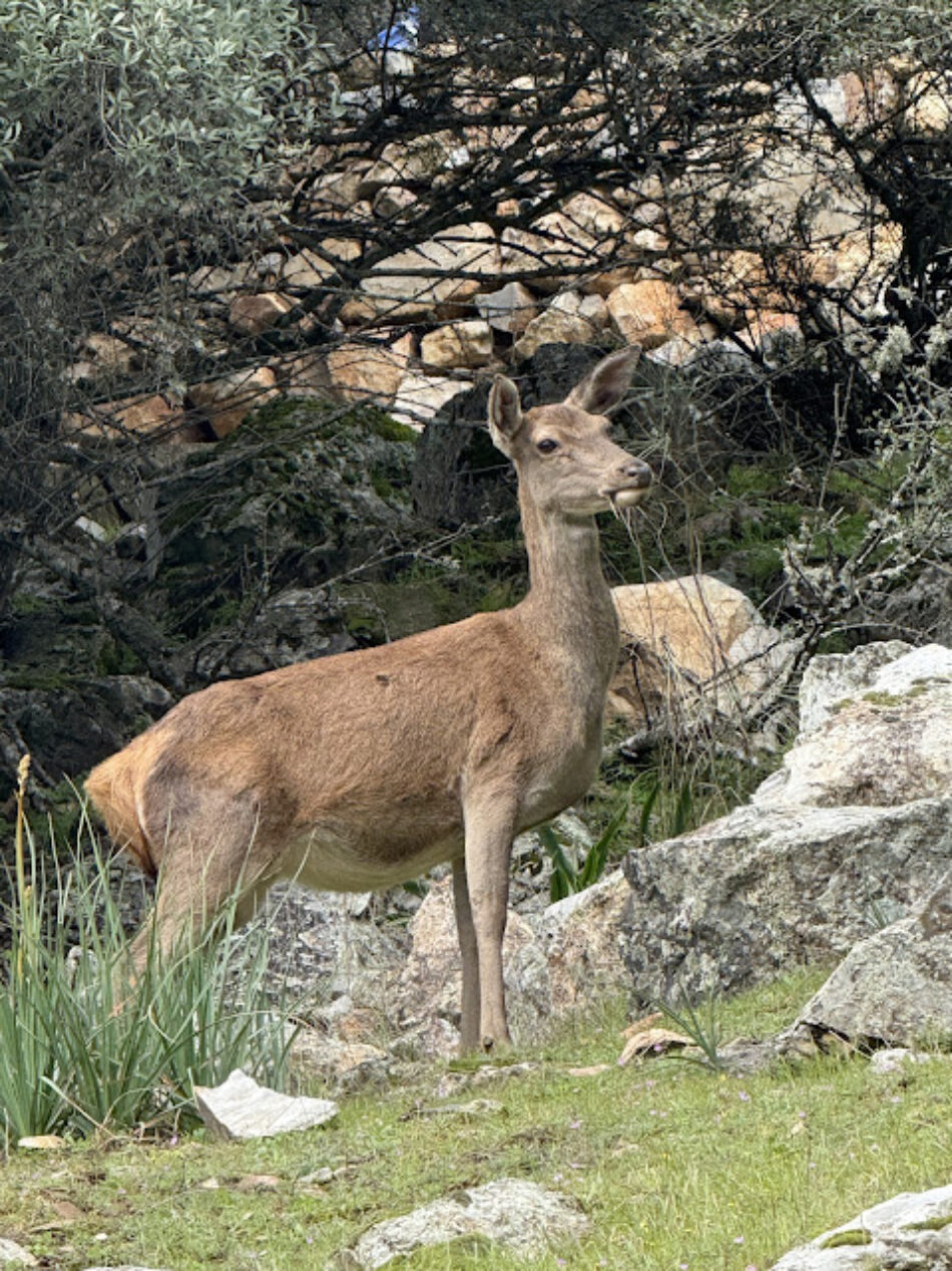 Ecologistas Extremadura considera que la Junta ha retrocedido 50 años en la conservación de la biodiversidad