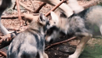 O Tribunal Superior de Xustiza de Galicia admite recurso contra a inclusión do lobo como especie cinexética
