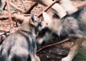 O Tribunal Superior de Xustiza de Galicia admite recurso contra a inclusión do lobo como especie cinexética