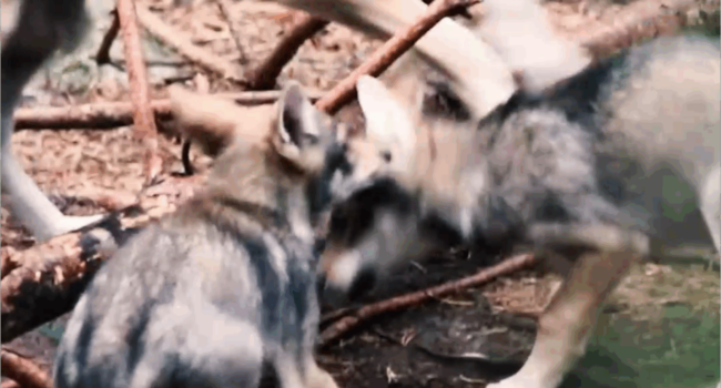 O Tribunal Superior de Xustiza de Galicia admite recurso contra a inclusión do lobo como especie cinexética
